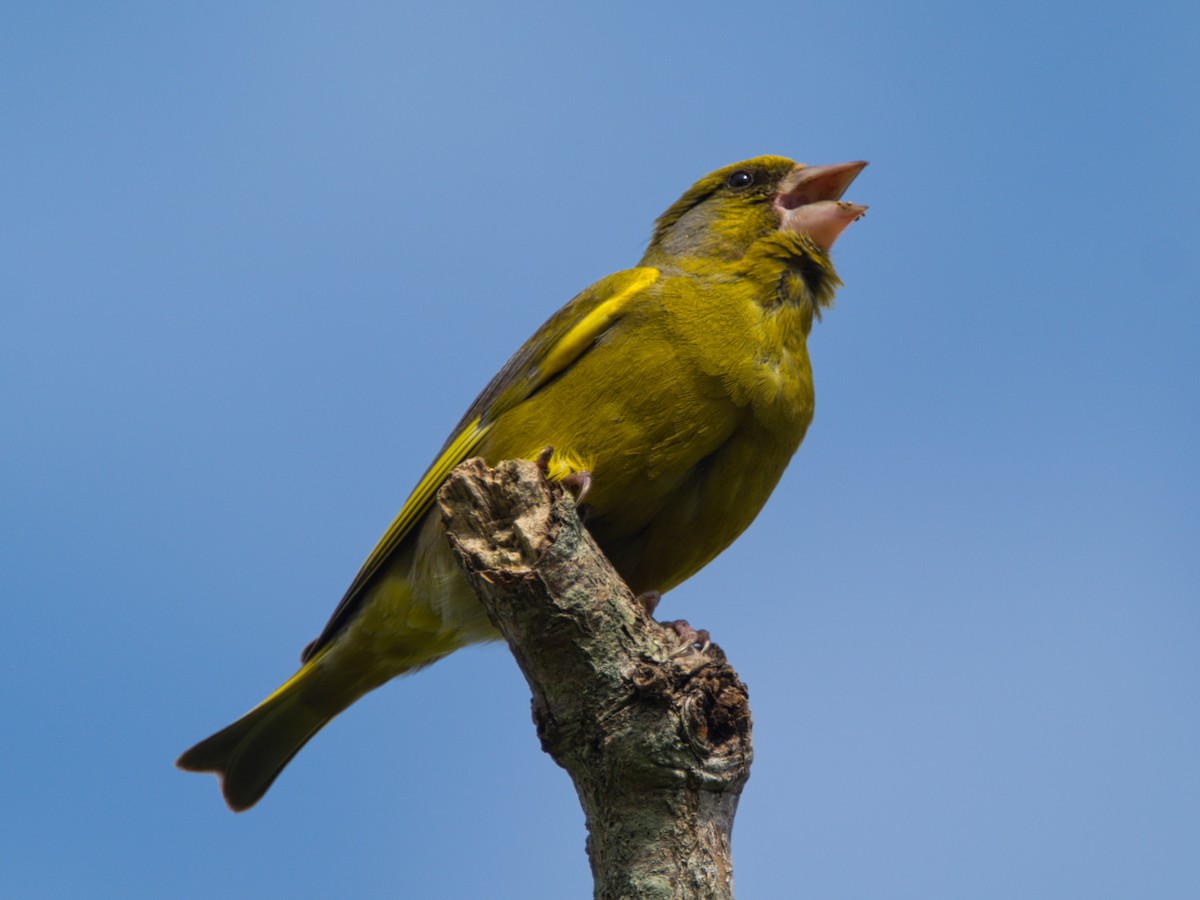 European Greenfinch - ML645902095