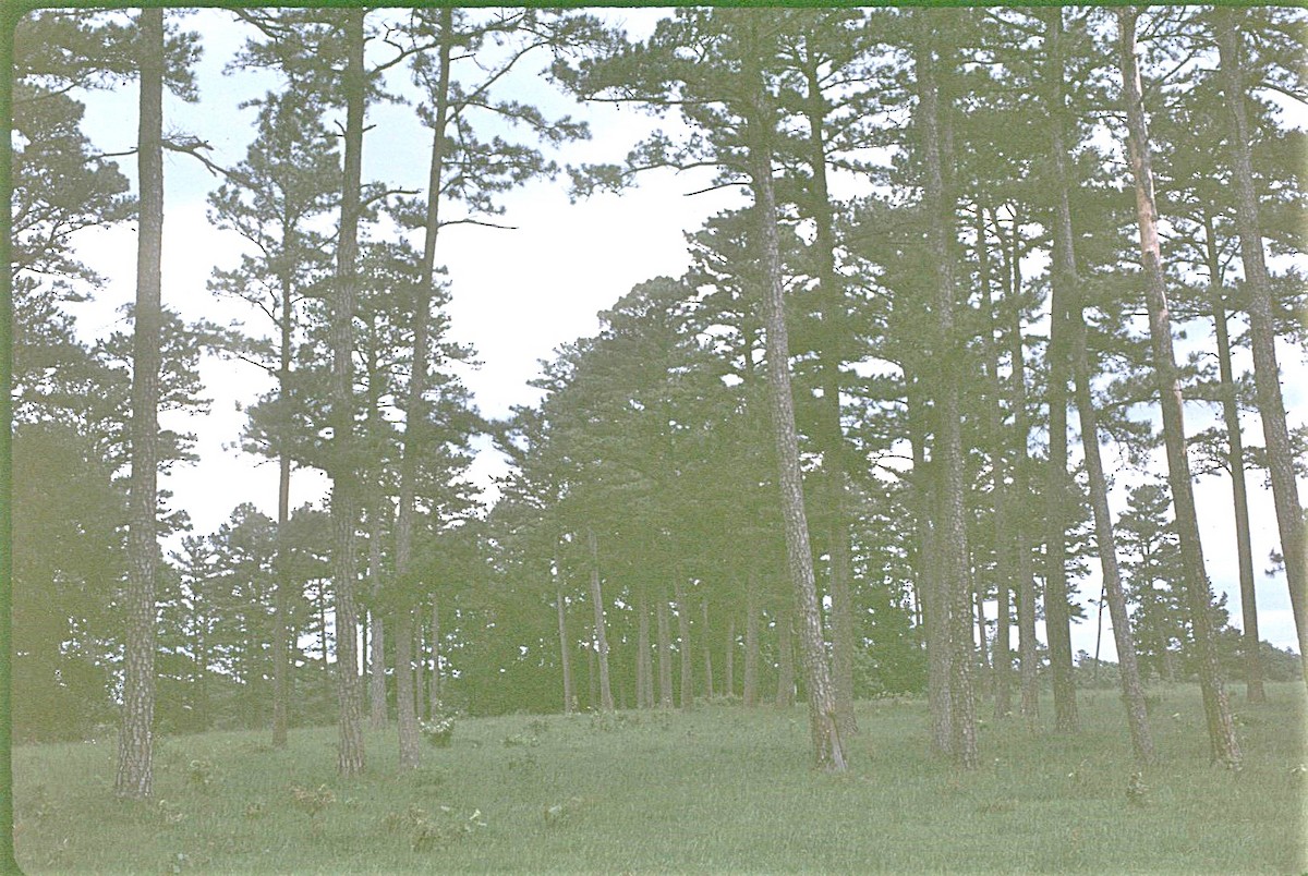 Bachman's Sparrow - ML645902105