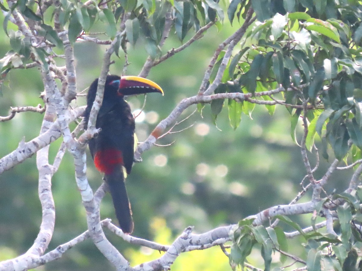 Green Aracari - ML645902112
