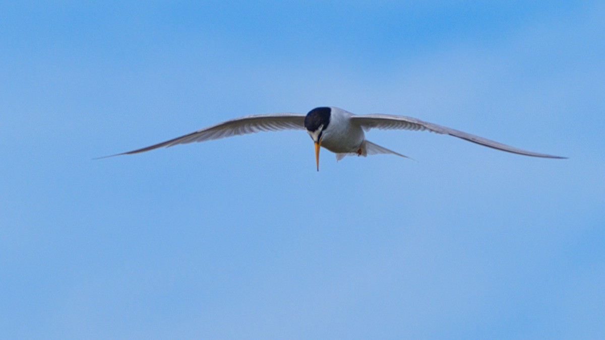 Little Tern - ML645902113