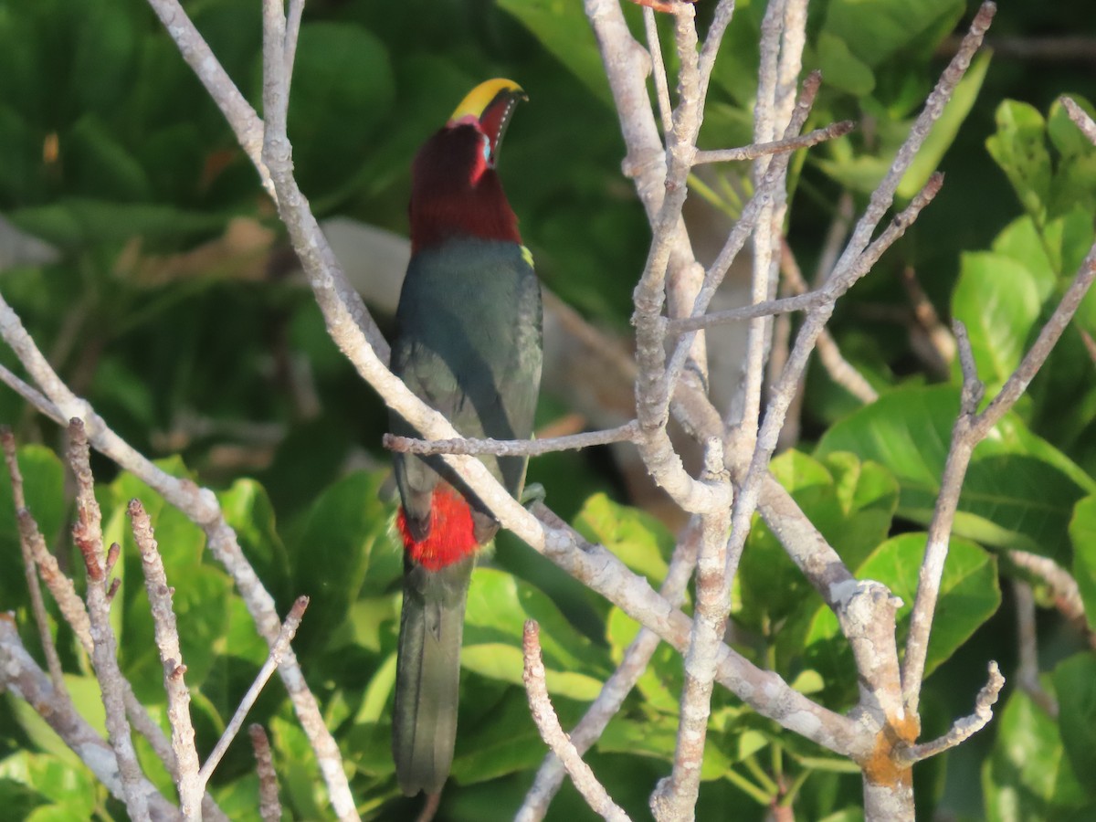 Green Aracari - ML645902121