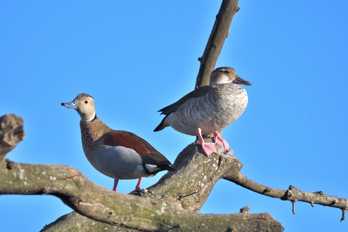 Ringed Teal - ML645902130