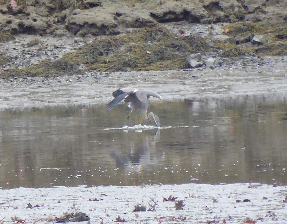 Garza Azulada - ML645902144