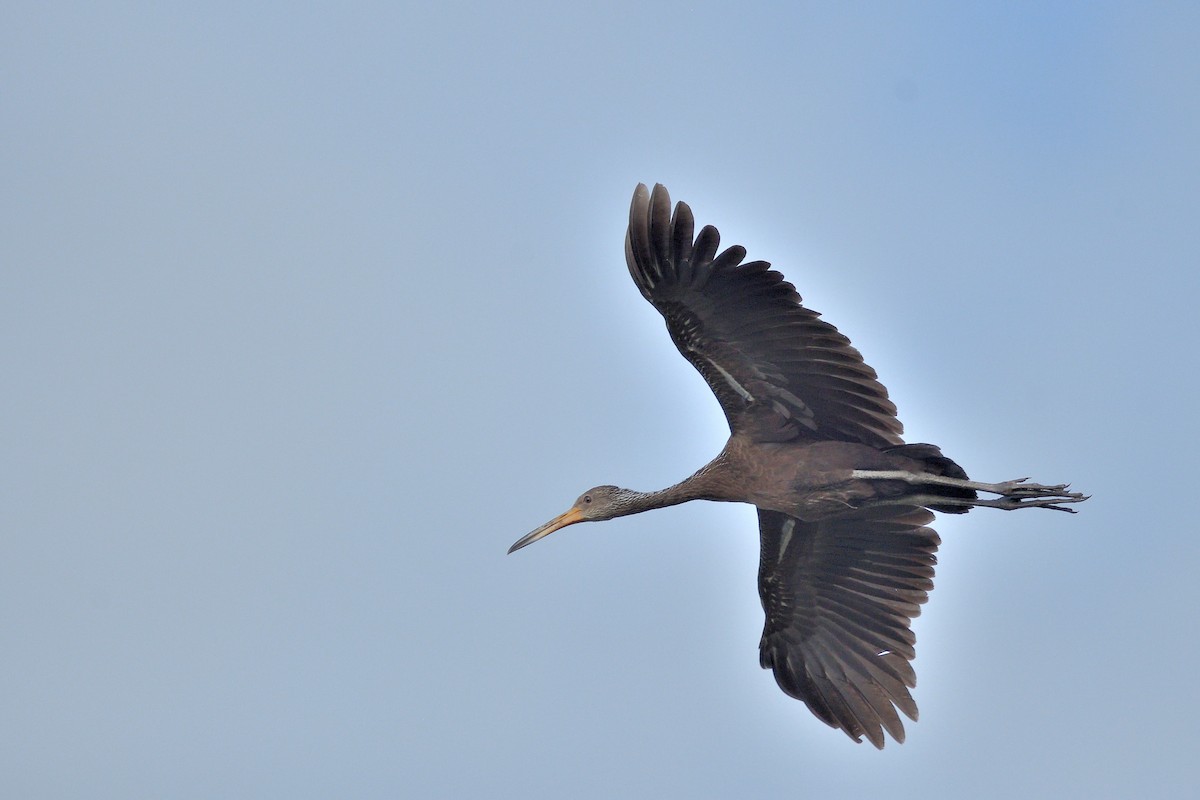 Limpkin - ML645902146