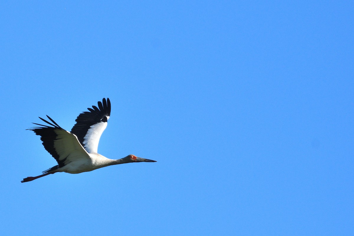 Maguari Stork - ML645902151