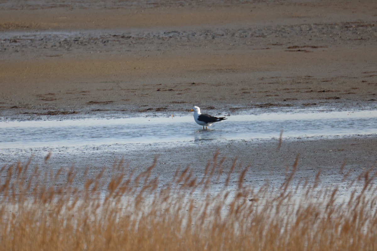 ニシセグロカモメ - ML645902157