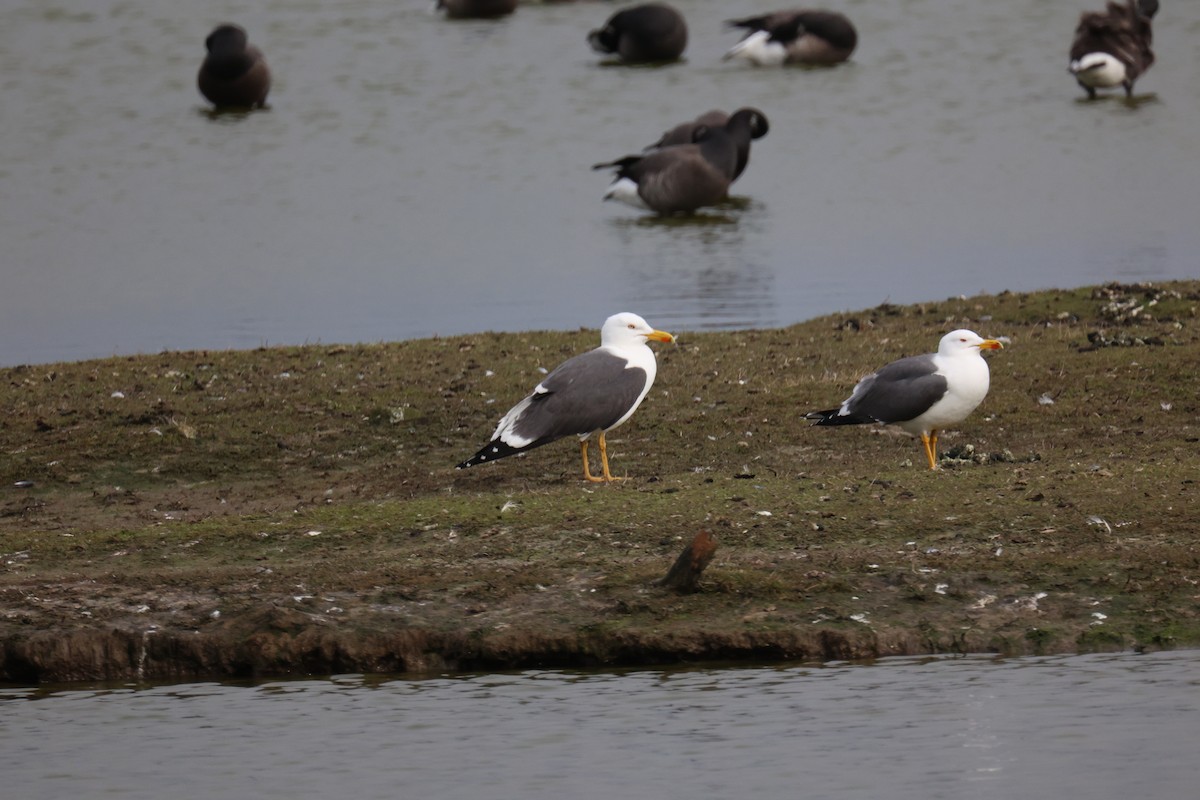 ニシセグロカモメ - ML645902158