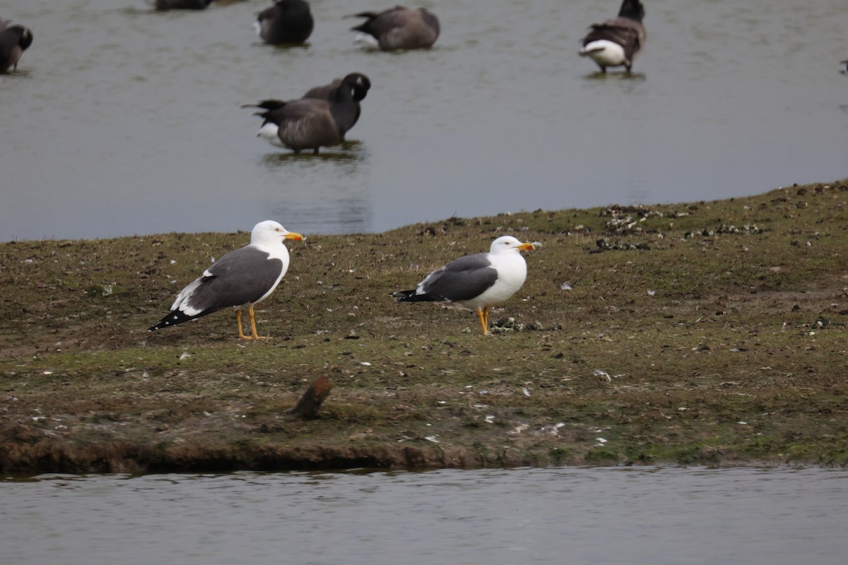 ニシセグロカモメ - ML645902159