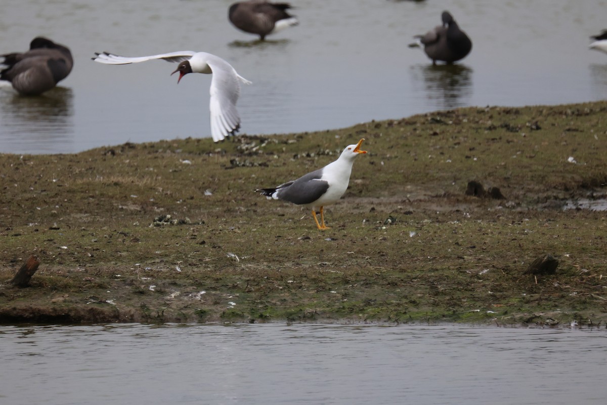 ニシセグロカモメ - ML645902160