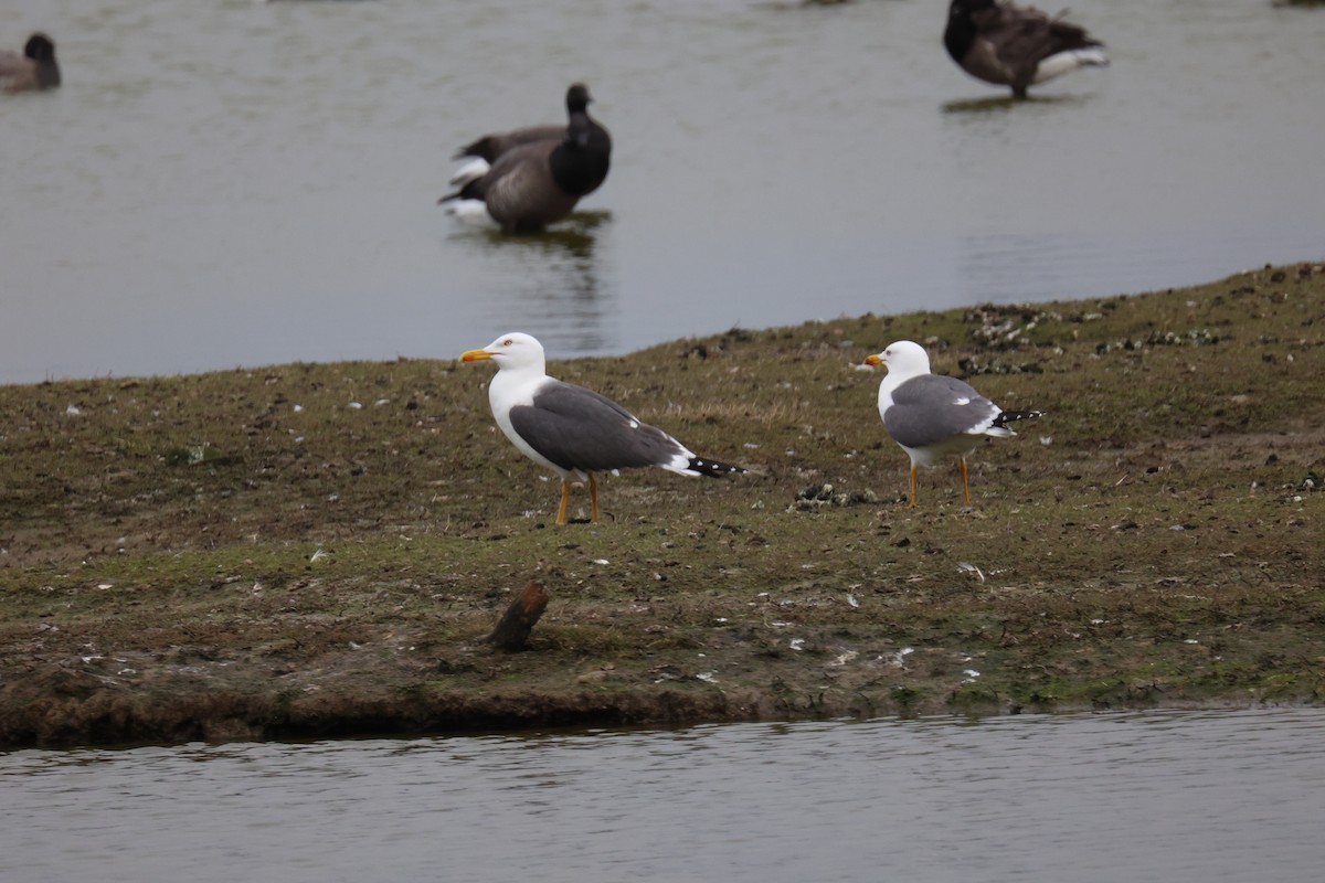 ニシセグロカモメ - ML645902161