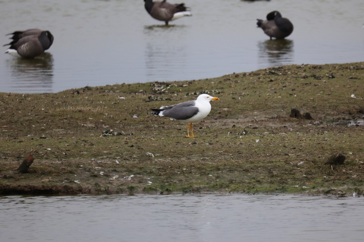 ニシセグロカモメ - ML645902162