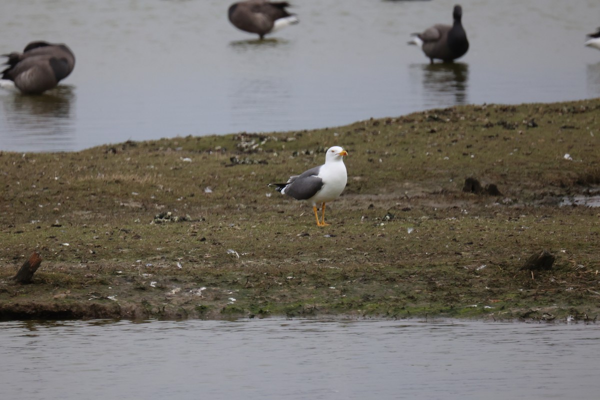 ニシセグロカモメ - ML645902163