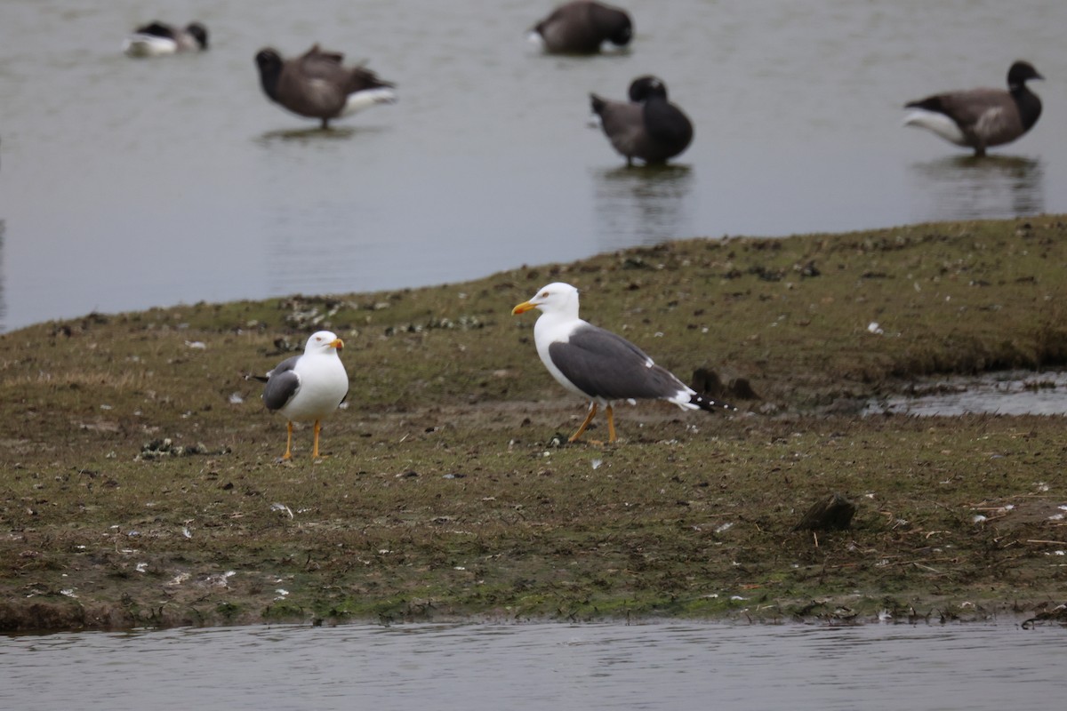 ニシセグロカモメ - ML645902164