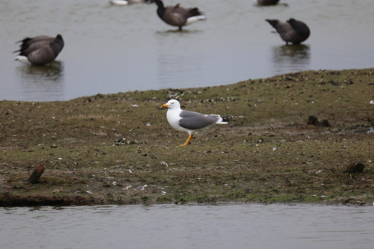 ニシセグロカモメ - ML645902165