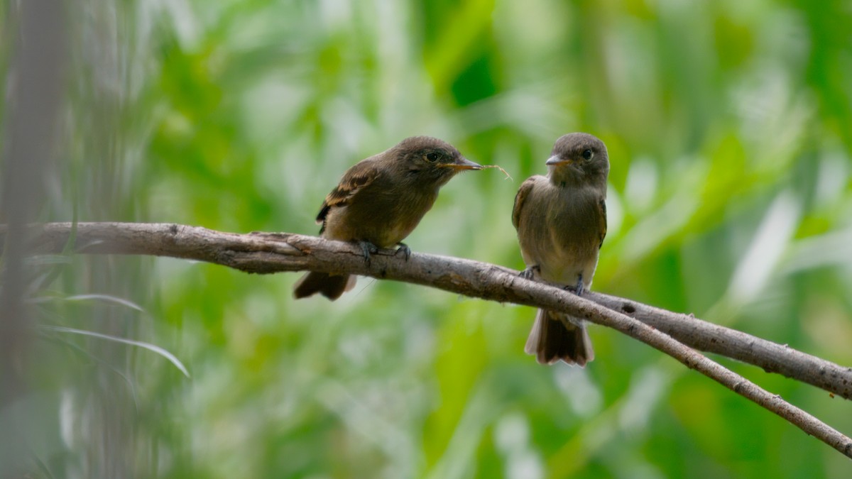 Blasskehl-Schnäppertyrann - ML645902166