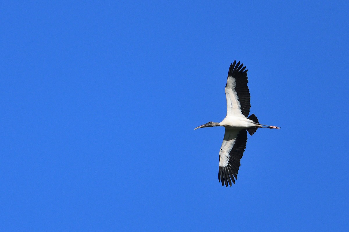 Wood Stork - ML645902172