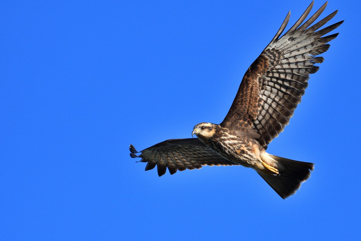 Snail Kite - ML645902184