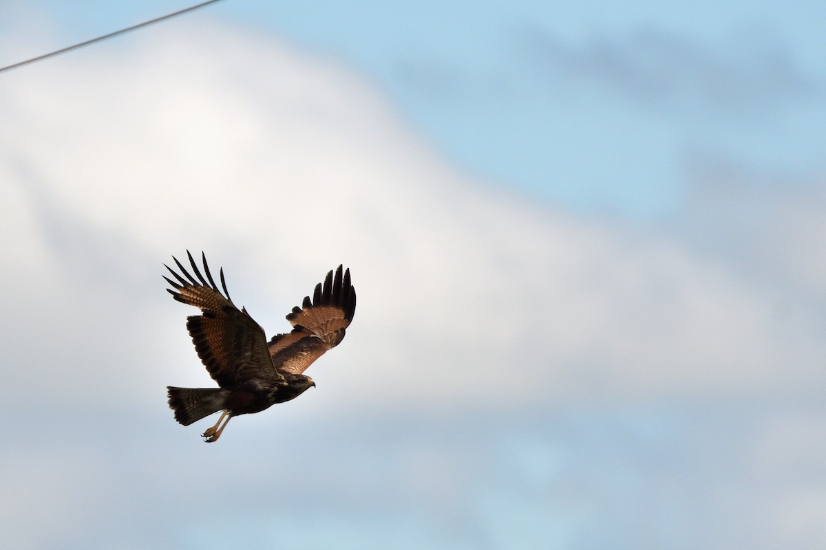 Саванный крабоед - ML645902187