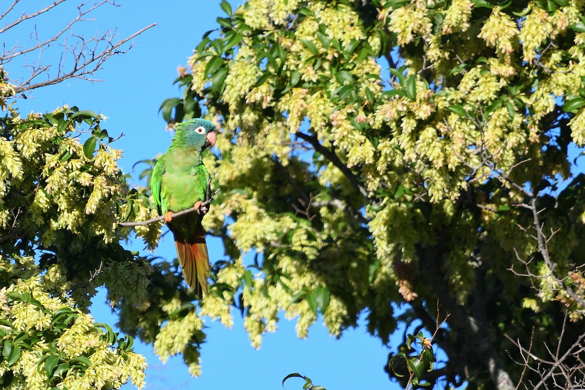 Blue-crowned Parakeet - ML645902194