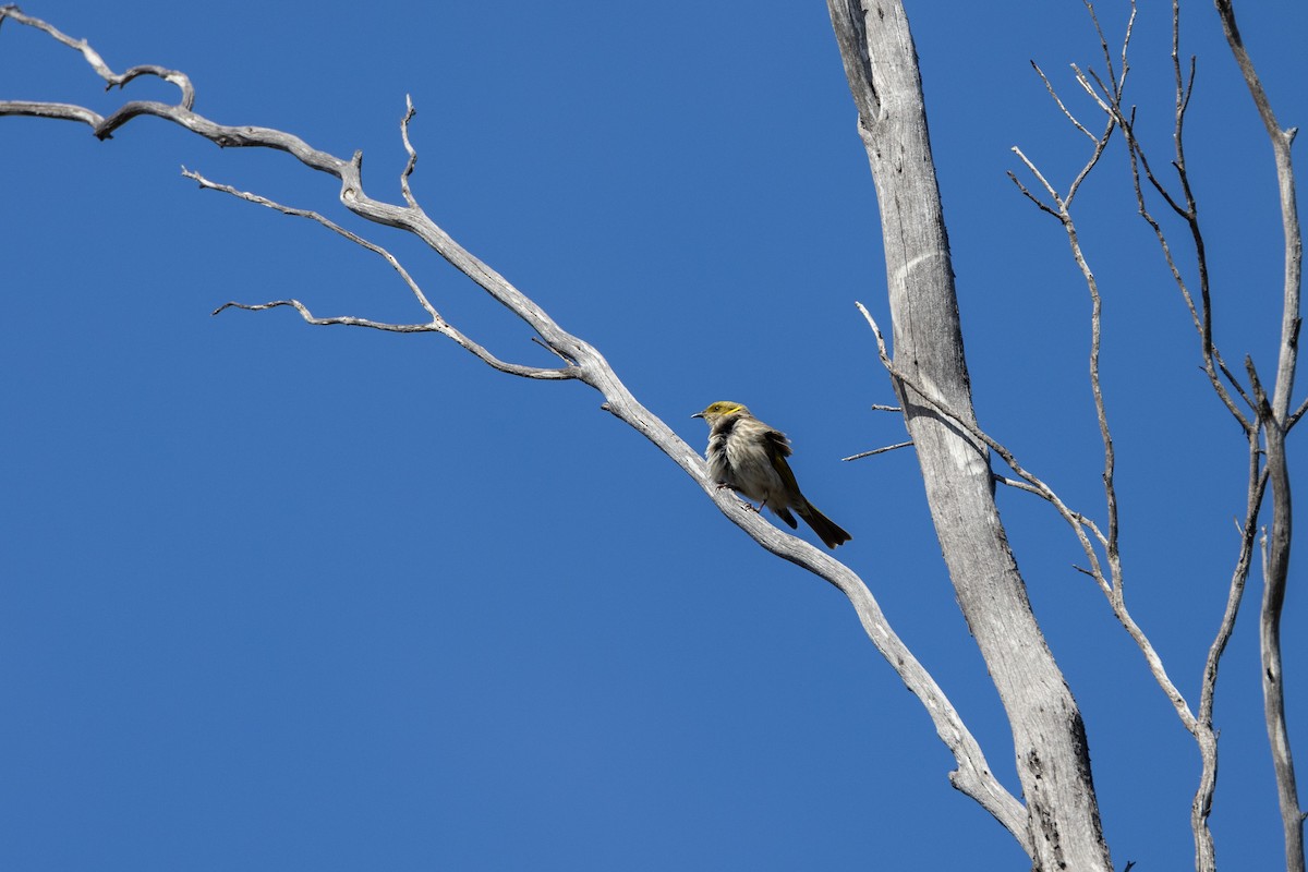 Yellow-plumed Honeyeater - ML645902196