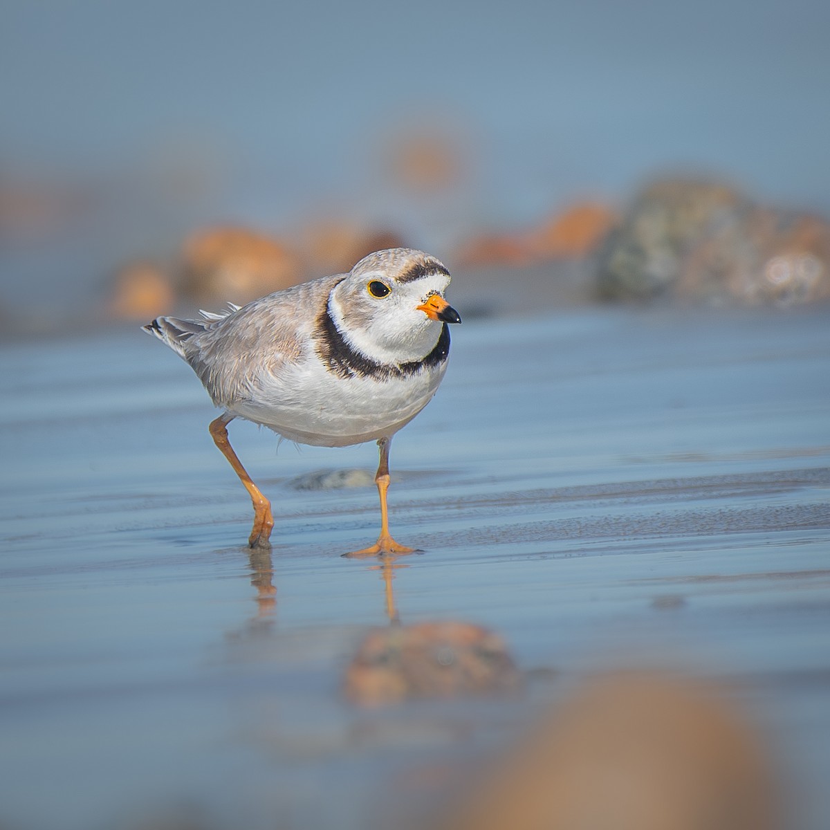 Piping Plover - ML645902210