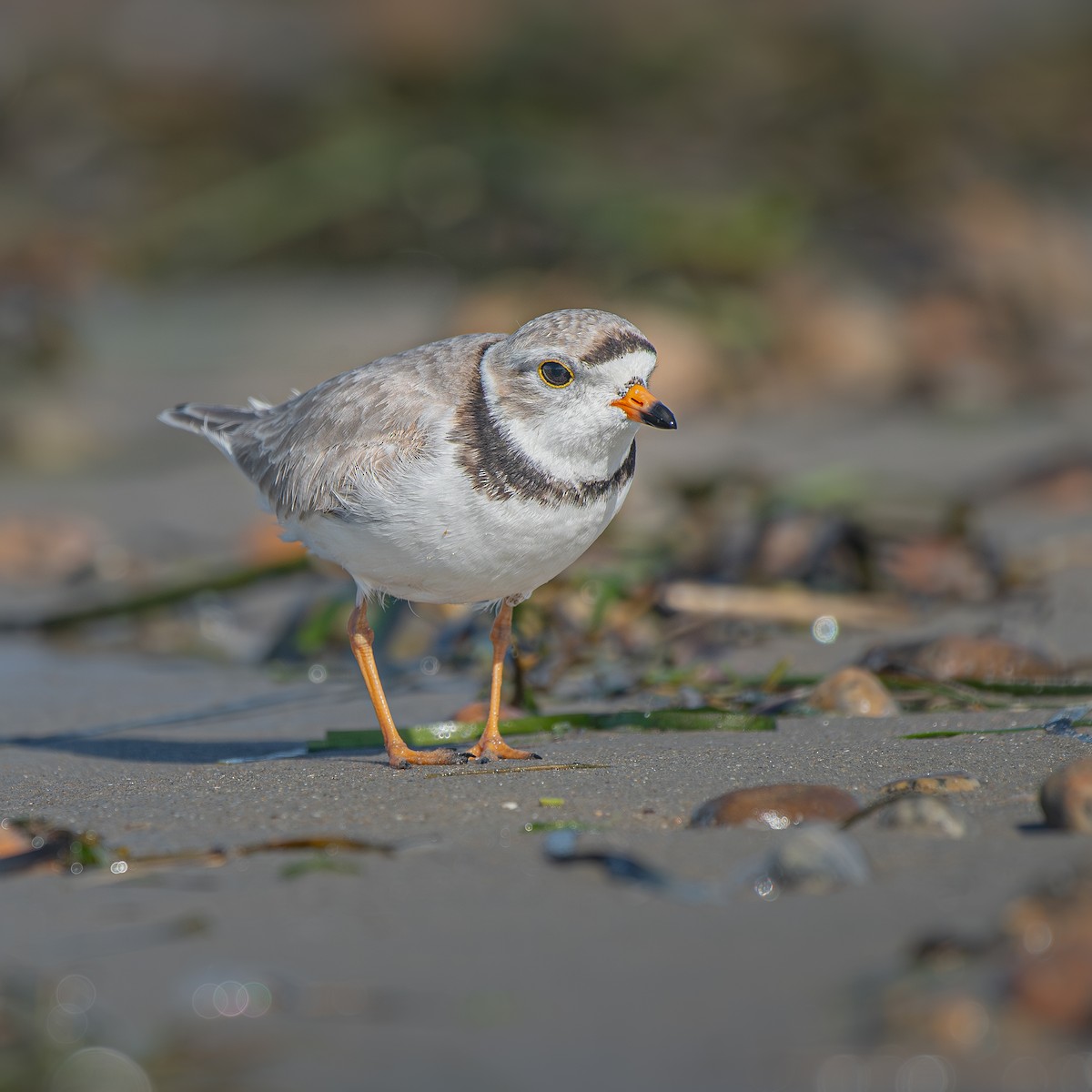 Piping Plover - ML645902211