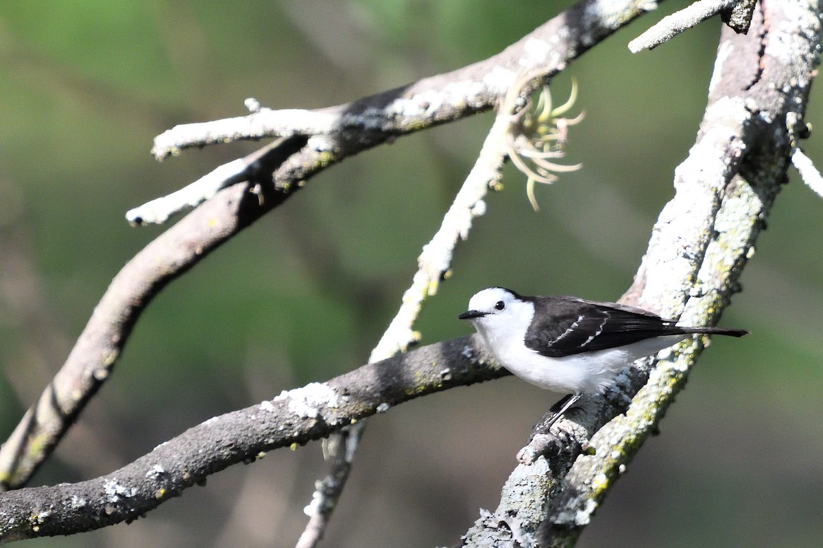 Black-backed Water-Tyrant - ML645902213