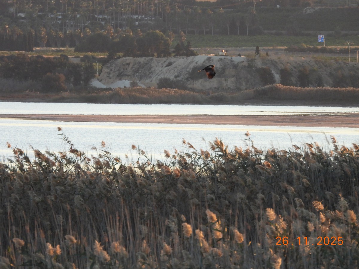 Western Marsh Harrier - ML645902220