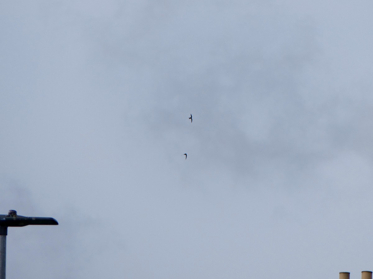 Common Swift - ML645902223