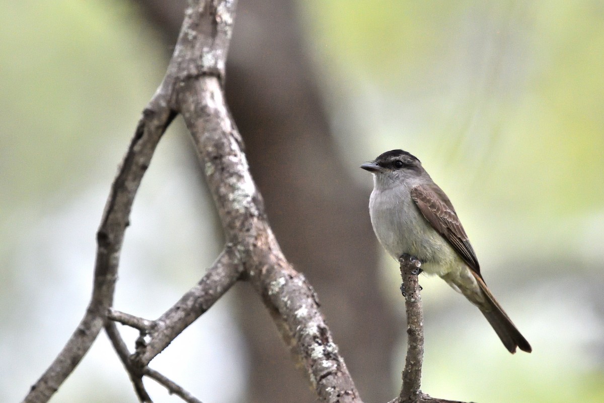 Crowned Slaty Flycatcher - ML645902224