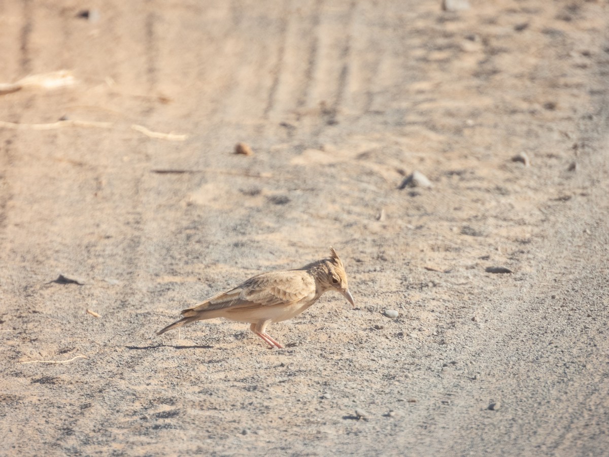 Haubenlerche (Maghreblerche) - ML645902254