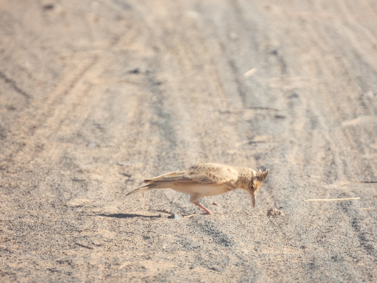 Haubenlerche (Maghreblerche) - ML645902255