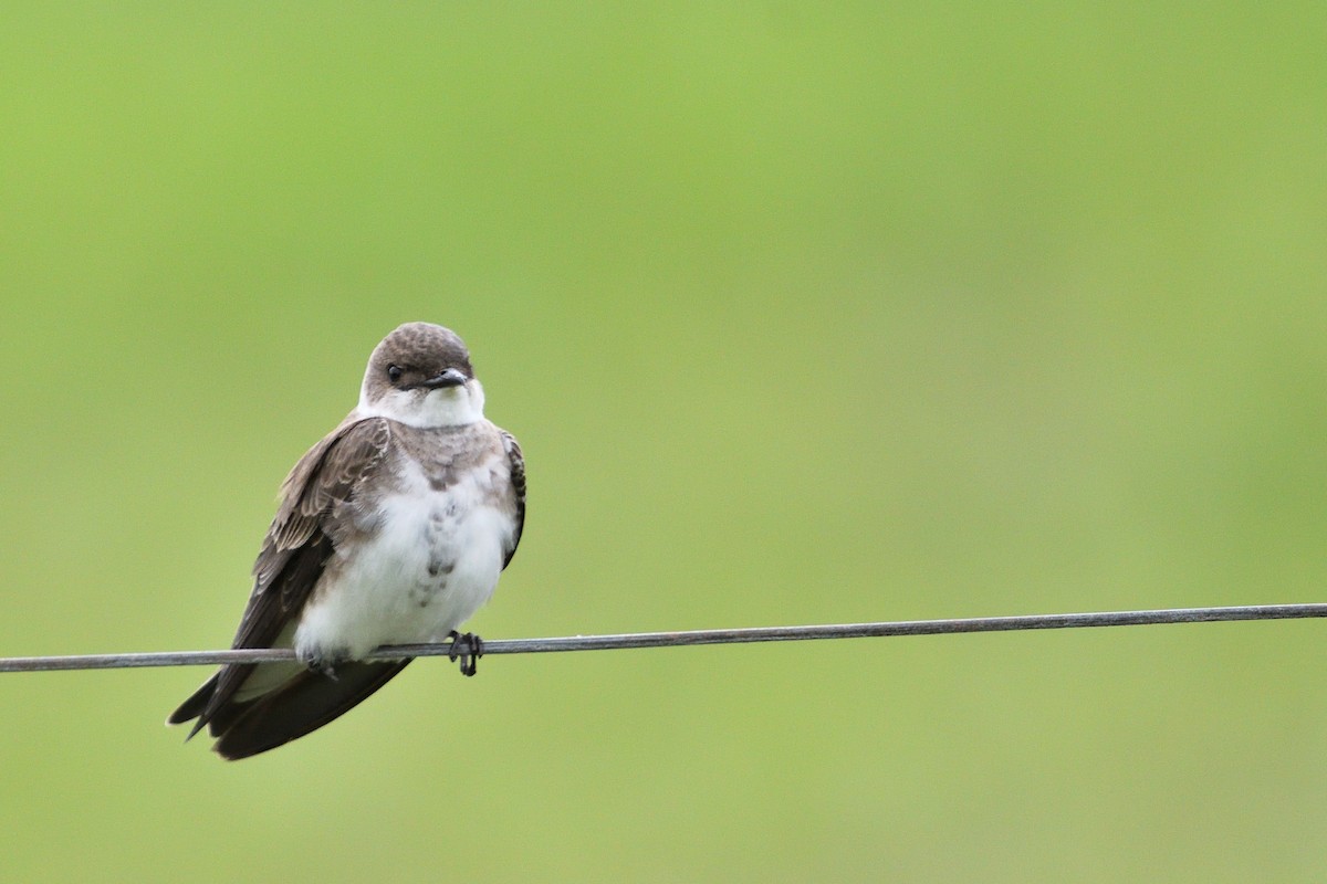 Brown-chested Martin - ML645902259