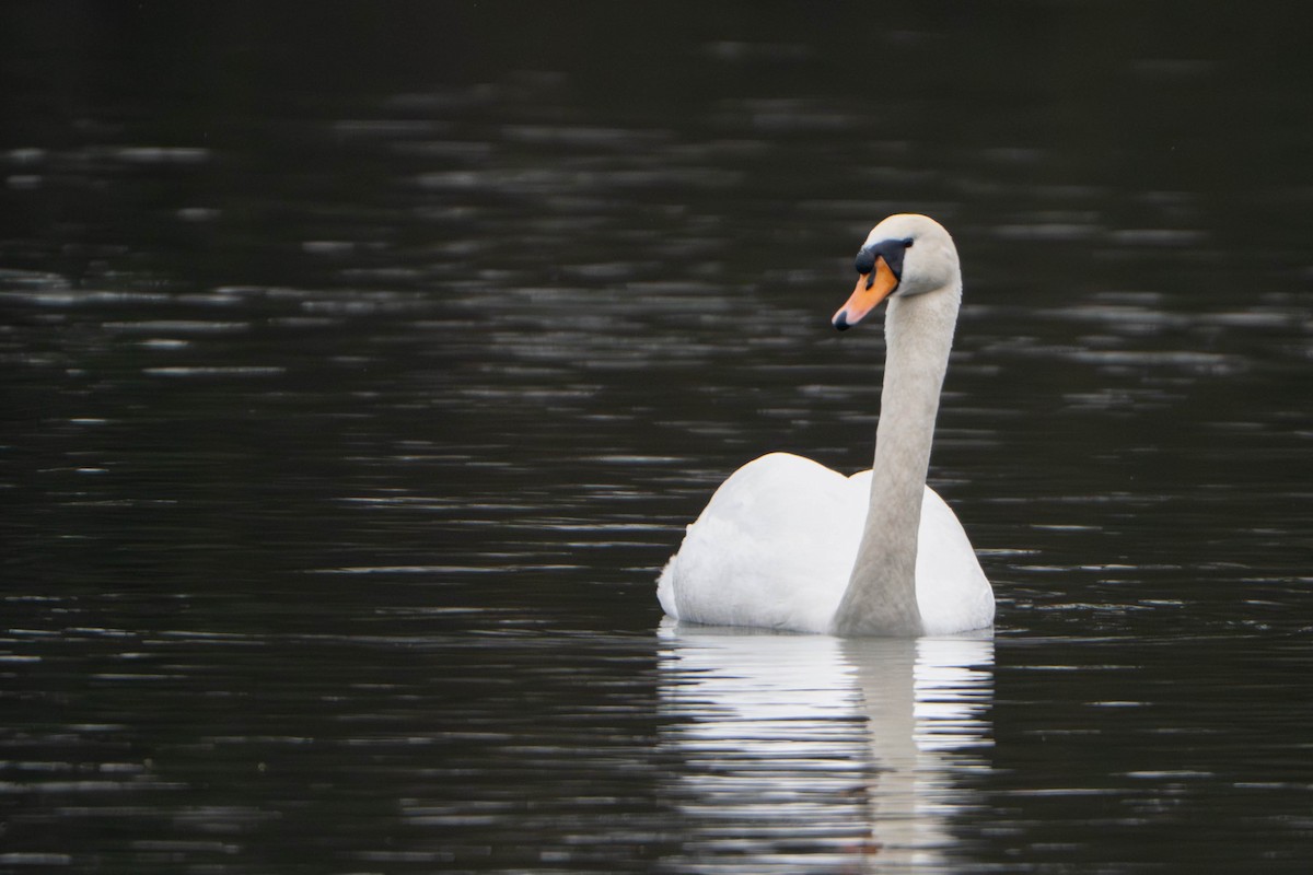 Лебідь-шипун - ML645902260