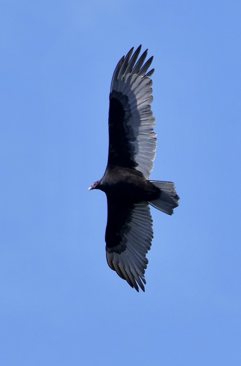 Turkey Vulture - ML645902263