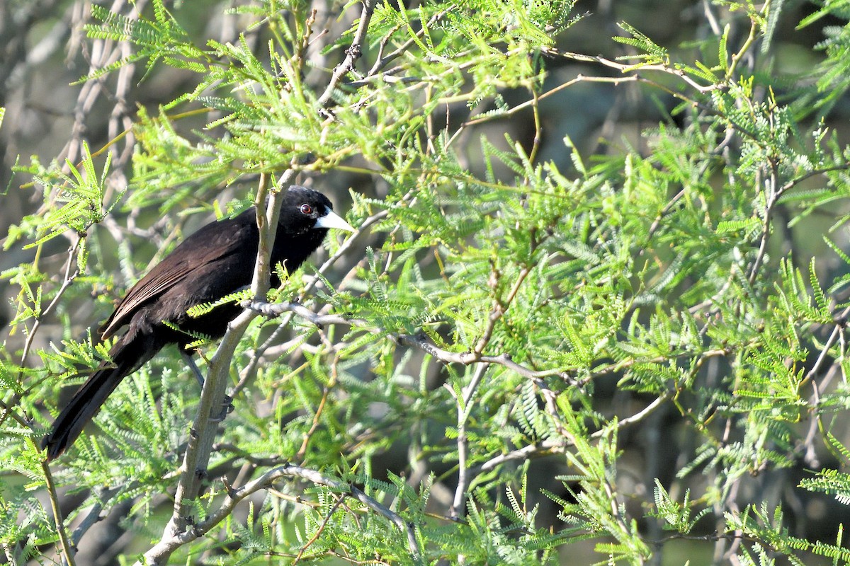 Solitary Black Cacique - ML645902265