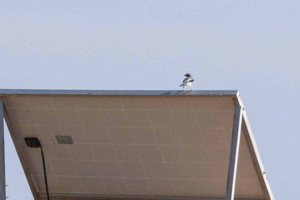 Great Gray Shrike (Sahara) - ML645902267