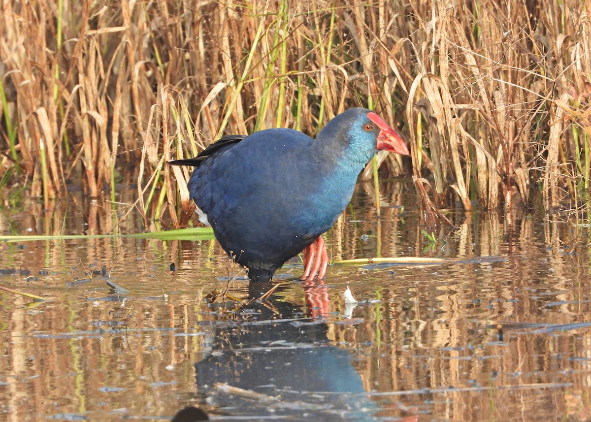 Western Swamphen - ML645902270