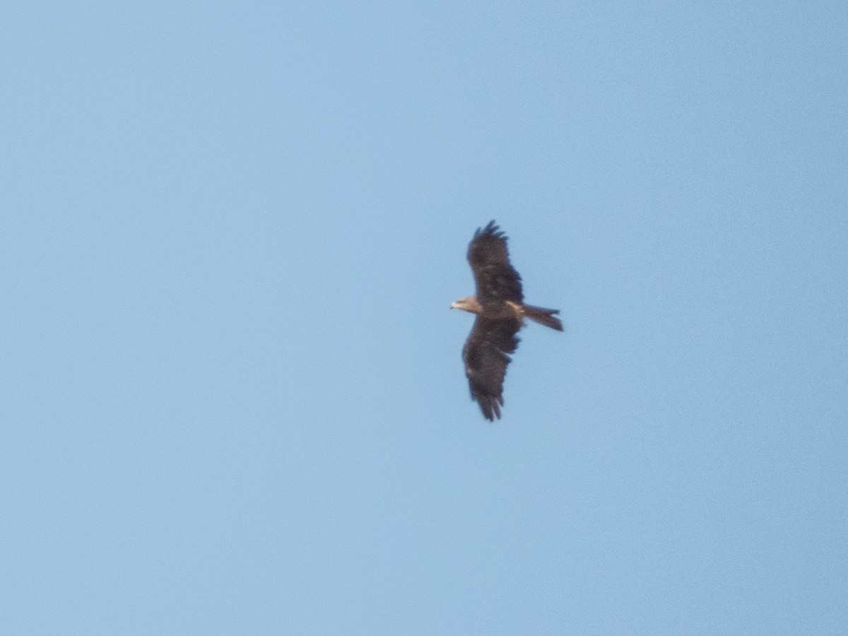 Kara Çaylak - ML645902275