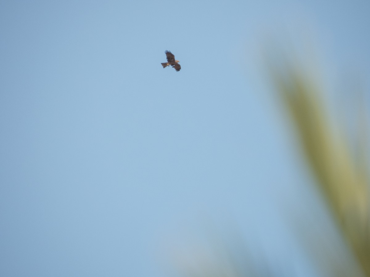 Kara Çaylak - ML645902276