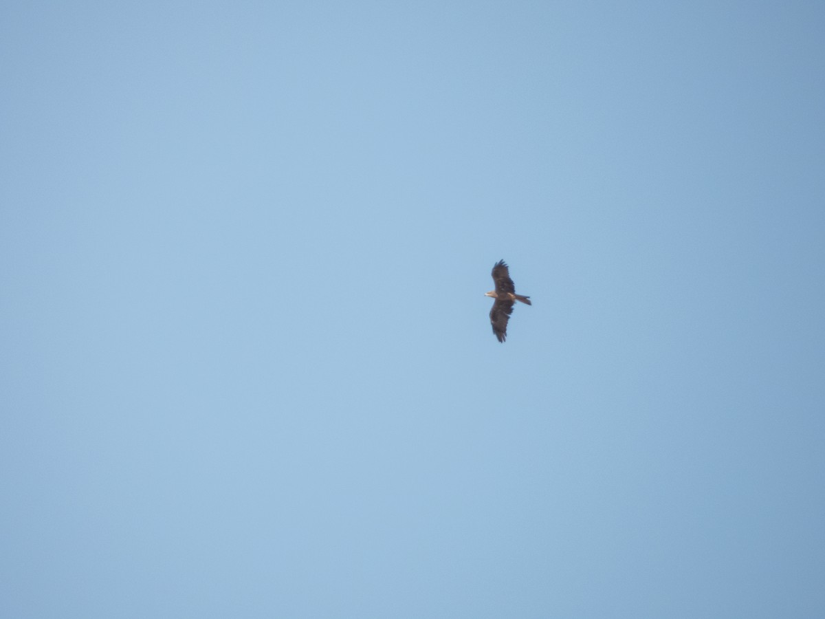 Kara Çaylak - ML645902277