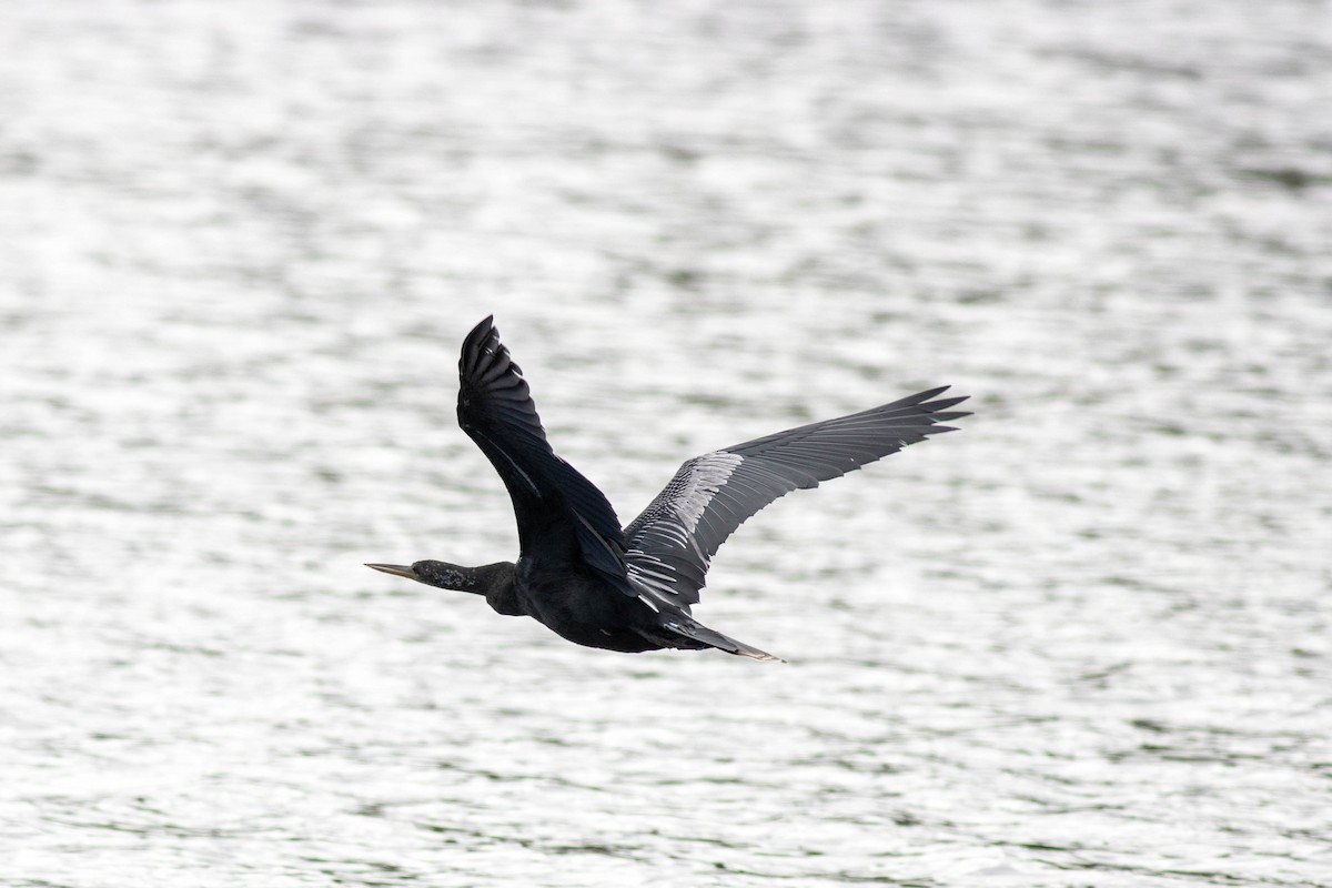 Amerika Yılanboyunu - ML645902280