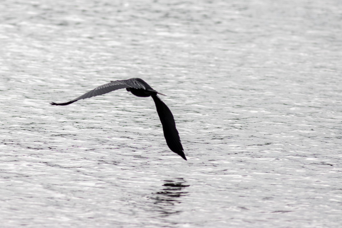 Amerika Yılanboyunu - ML645902281