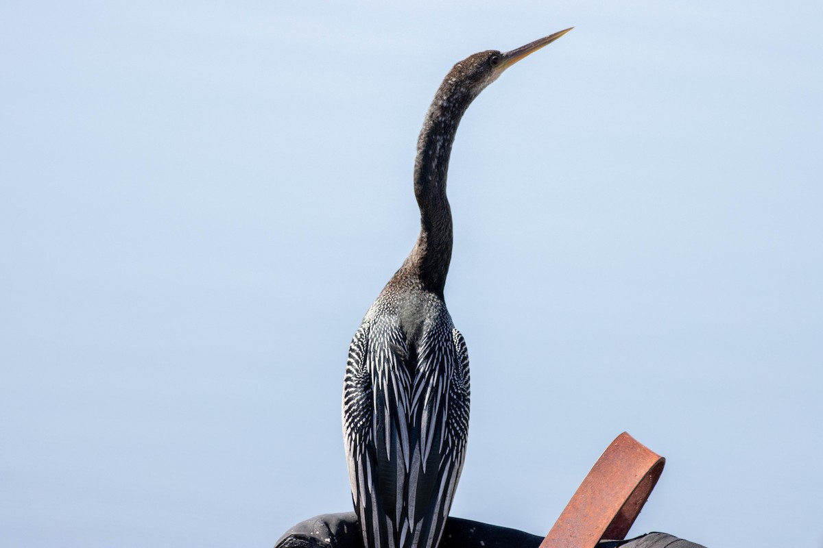 Amerika Yılanboyunu - ML645902283