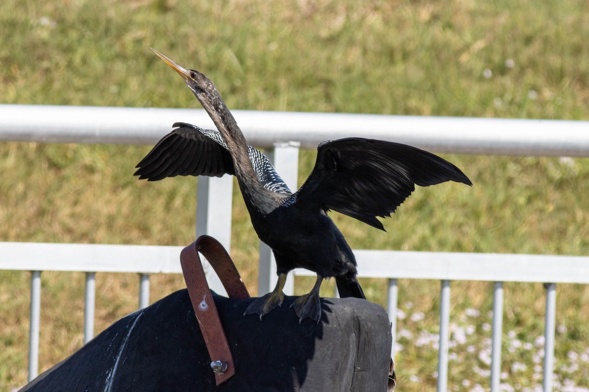 Amerika Yılanboyunu - ML645902284