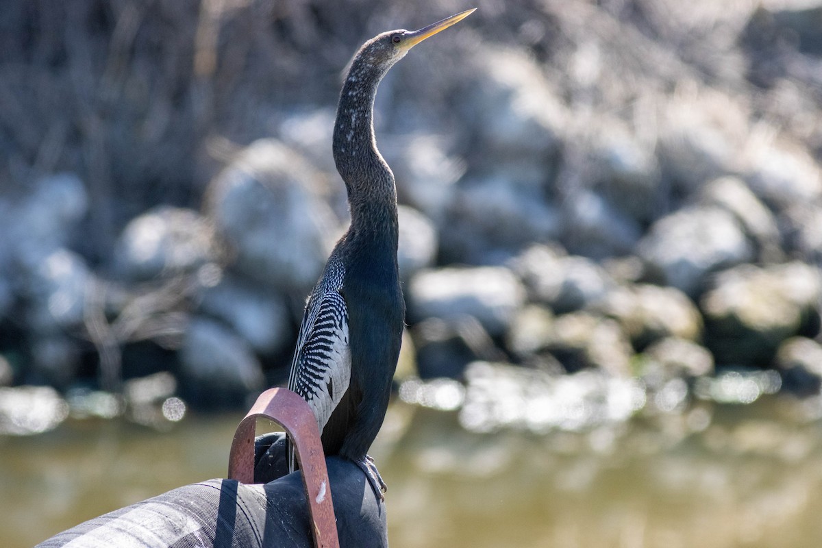 Amerika Yılanboyunu - ML645902287