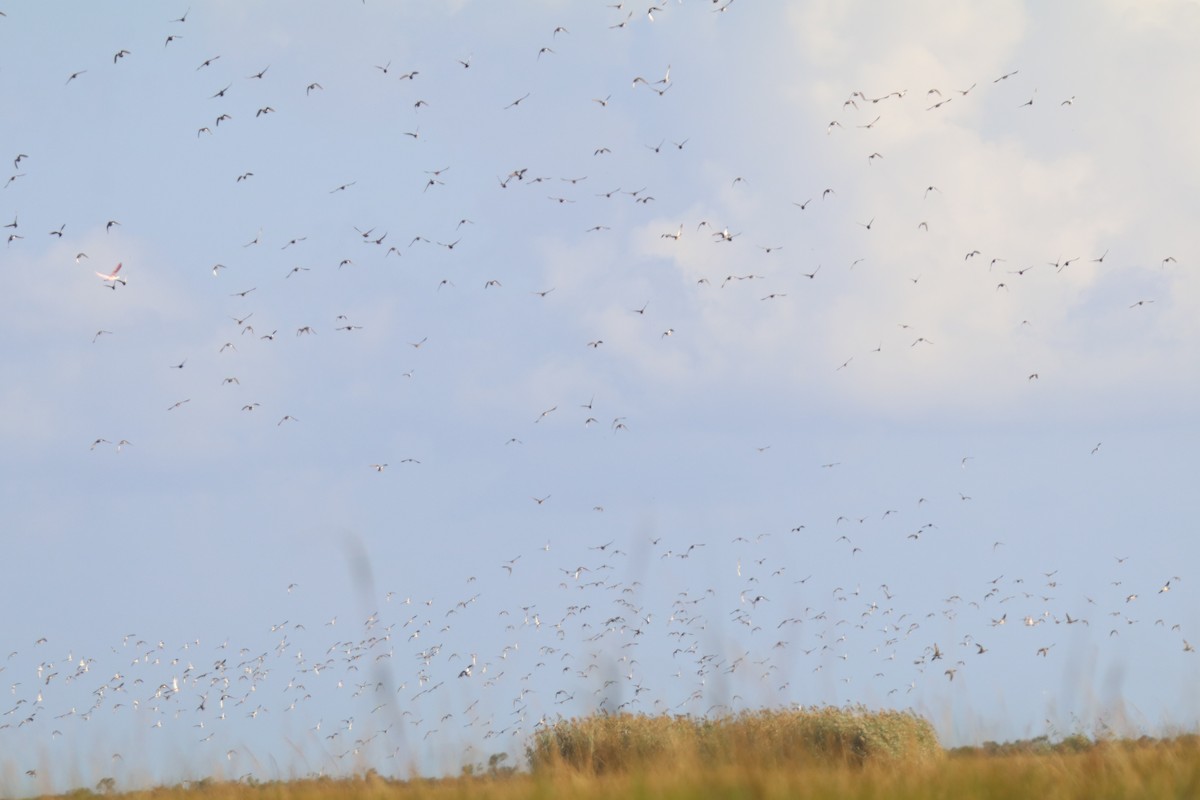Blue-winged Teal - ML645902288
