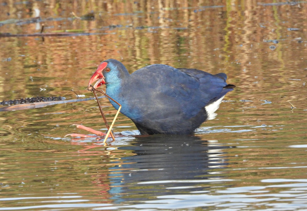 Mor Sazhorozu - ML645902289