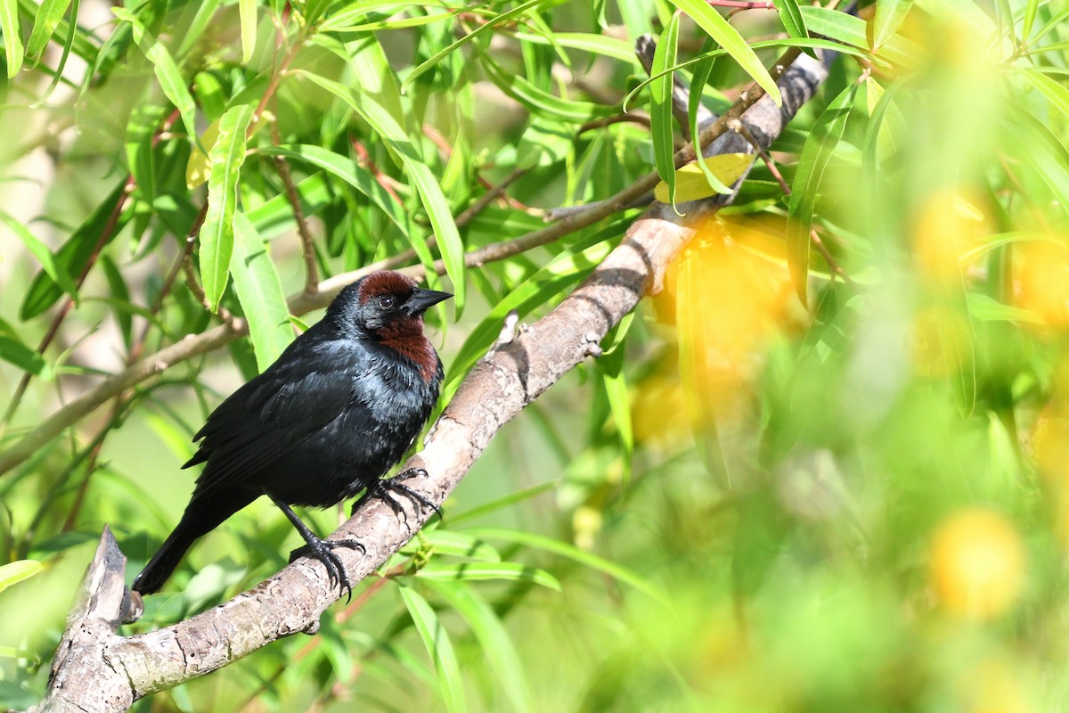 Kahverengi Başlı Karatavuk - ML645902292