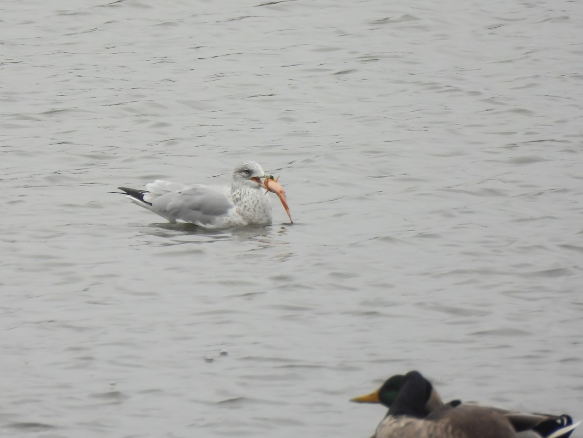 Halkalı Martı - ML645902293